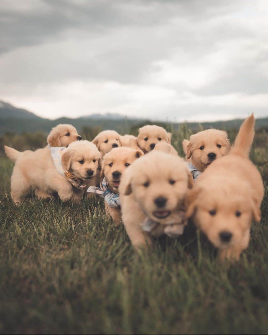 FOLKのインスタグラム：「Tag someone that needs a puppy moment. Photo by @zachallia」