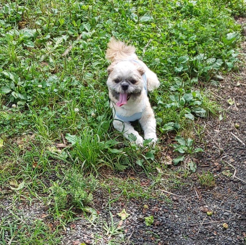 タンゲクンのインスタグラム：「今日は広い公園に連れてってもらったの僕 ３ヶ月ぶりに姉と慕う子に会ってヘラヘラが止まんなくなっちゃいました 旬くんは🐨  #旬太郎くん #犬孝行」