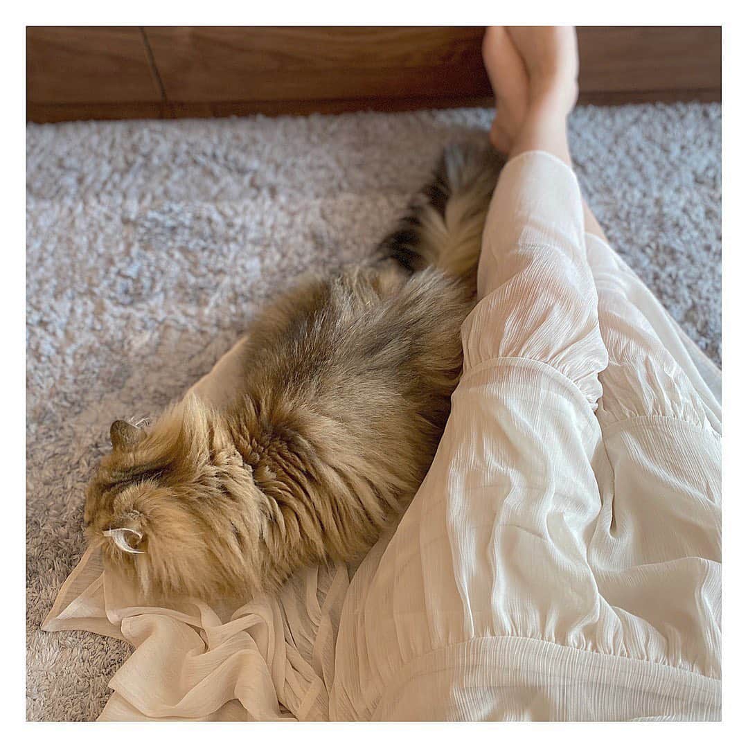 森杏奈さんのインスタグラム写真 - (森杏奈Instagram)「ㅤㅤㅤㅤㅤㅤㅤㅤㅤㅤㅤㅤㅤ ㅤㅤㅤㅤㅤㅤㅤㅤㅤㅤㅤㅤㅤ 座って作業していたら わざわざスカートの上に来て寝た子🐱 ㅤㅤㅤㅤㅤㅤㅤㅤㅤㅤㅤㅤㅤ 一つ一つが愛おしい☺️ ㅤㅤㅤㅤㅤㅤㅤㅤㅤㅤㅤㅤㅤ 皆さんにとって愛おしいものってありますか？☺️ ㅤㅤㅤㅤㅤㅤㅤㅤㅤㅤㅤㅤㅤ 私は猫ちゃん♡ 生まれて初めて愛しいと思う存在に出会いました🐱 ㅤㅤㅤㅤㅤㅤㅤㅤㅤㅤㅤㅤㅤ #cat #猫 #ねこ #persia #ペルシャ #persiancat #ペルシャ猫 #chinchilla #チンチラ #catstagram #ねこすたぐらむ #ねこのいる生活  ㅤㅤㅤㅤㅤㅤㅤㅤㅤㅤㅤㅤㅤ」6月23日 21時55分 - _morianna