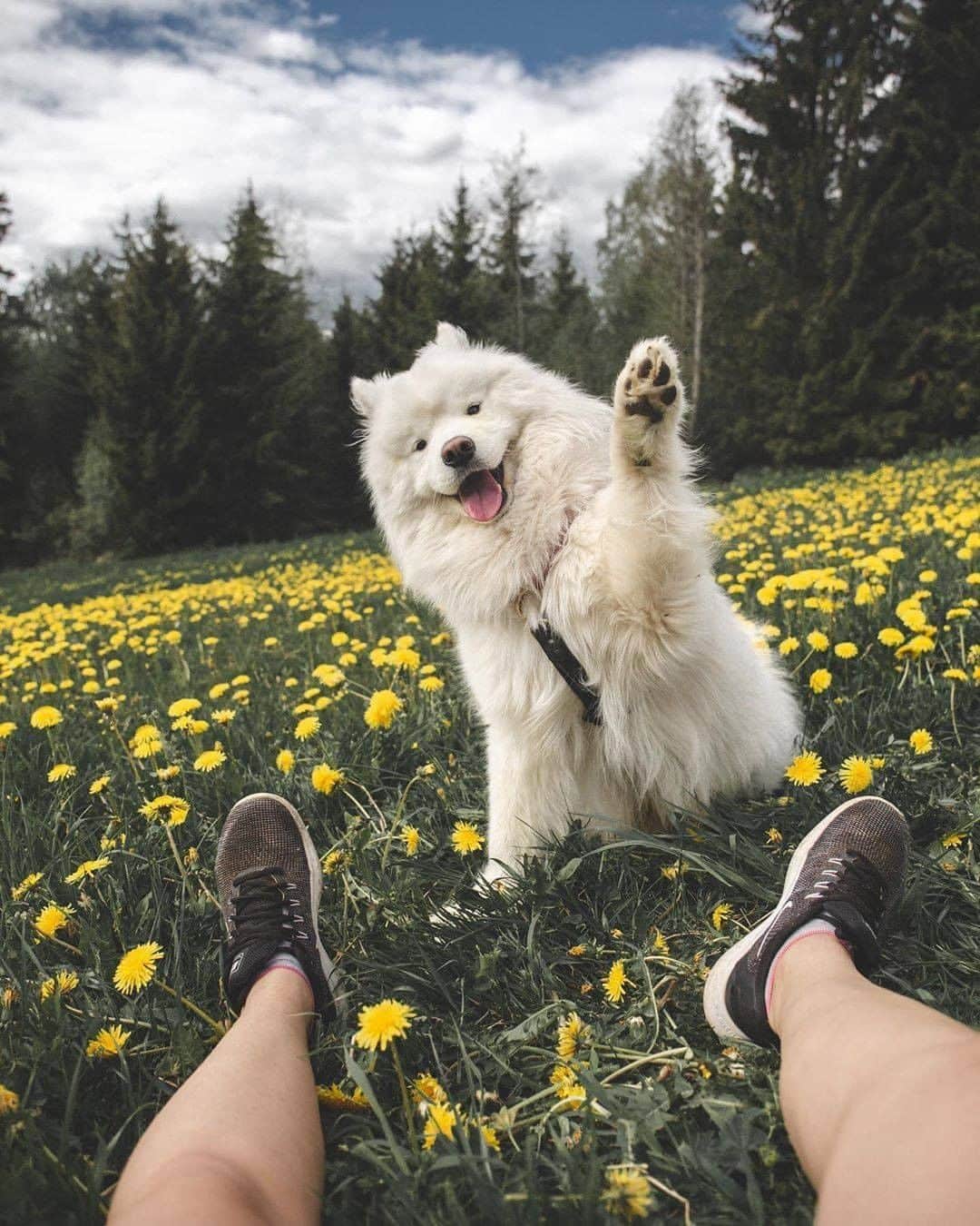 8crapさんのインスタグラム写真 - (8crapInstagram)「“Maybe summer isn't so bad after all 🌼💛” - Hashtag #barkedtongueout on your doggo’s tongue out photos/videos and get a chance to be featured! - 📷 @edwinsamoyed - #TheBarkedClub #barked #tongueouttuesday #tot #👅 #😛 #dog #doggo」6月23日 22時08分 - barked