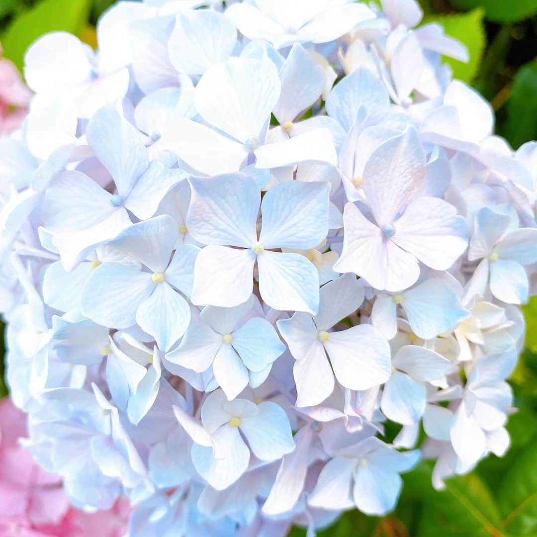 のインスタグラム：「紫陽花🤗 #hydrangea #紫陽花 #수국 #花 #花畑 #花好き #花のある風景  #花が好き #花のある暮らし  #花のある生活 #花好きな人と繋がりたい  #花が好きな人と繋がりたい  #景色　#風景 #風景写真　#はなまっぷ #写真好きな人と繋がりたい  #カラフル #色 #綺麗  #japan_of_insta #daily_photo_jpn  #flower #flowers #flower_daily  #flowerbox #flowerpower  #flowerlovers #floweroftheday  #flowerphotography」