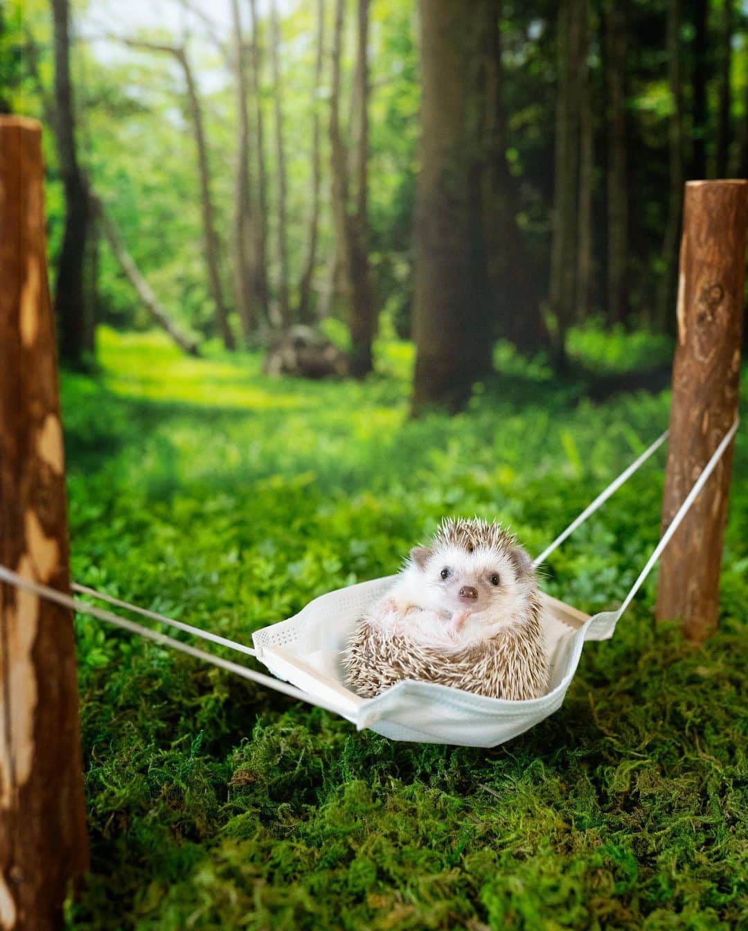 ダーシーのインスタグラム：「hedge + hog ＝ hedgehog hammock + mask ＝ hammask🥩😷? I want to know the answer🤔」