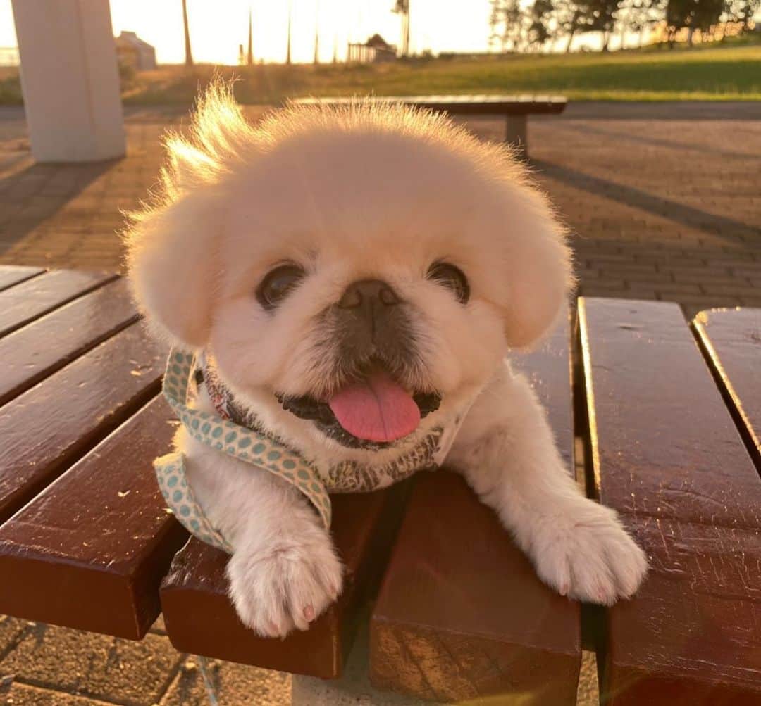 こなつのインスタグラム：「🧡🔸🔶夕焼け見てきたよーん🔶🔸🧡」