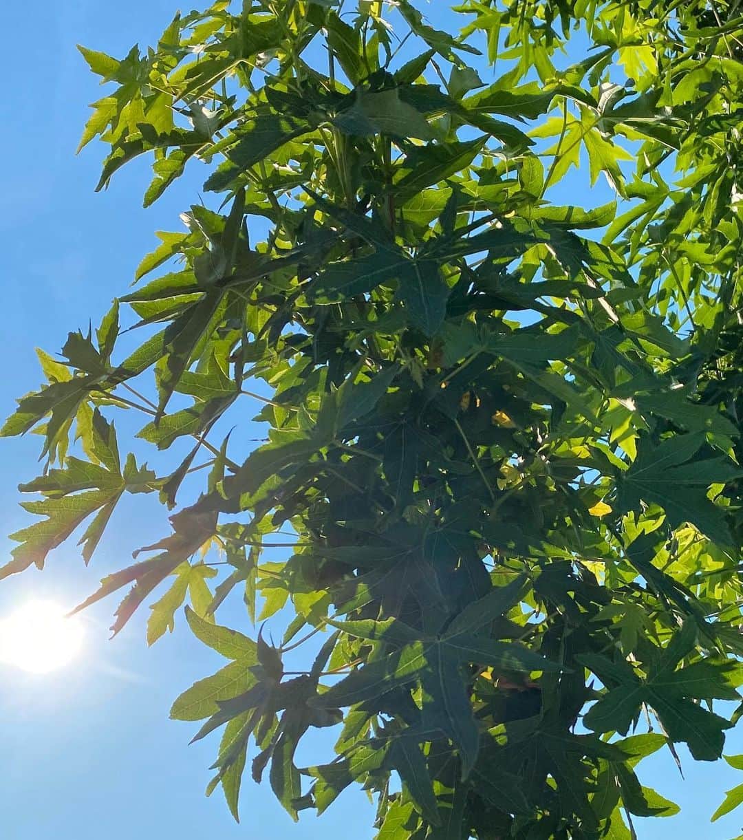 キーラ・コルピのインスタグラム：「🌞」