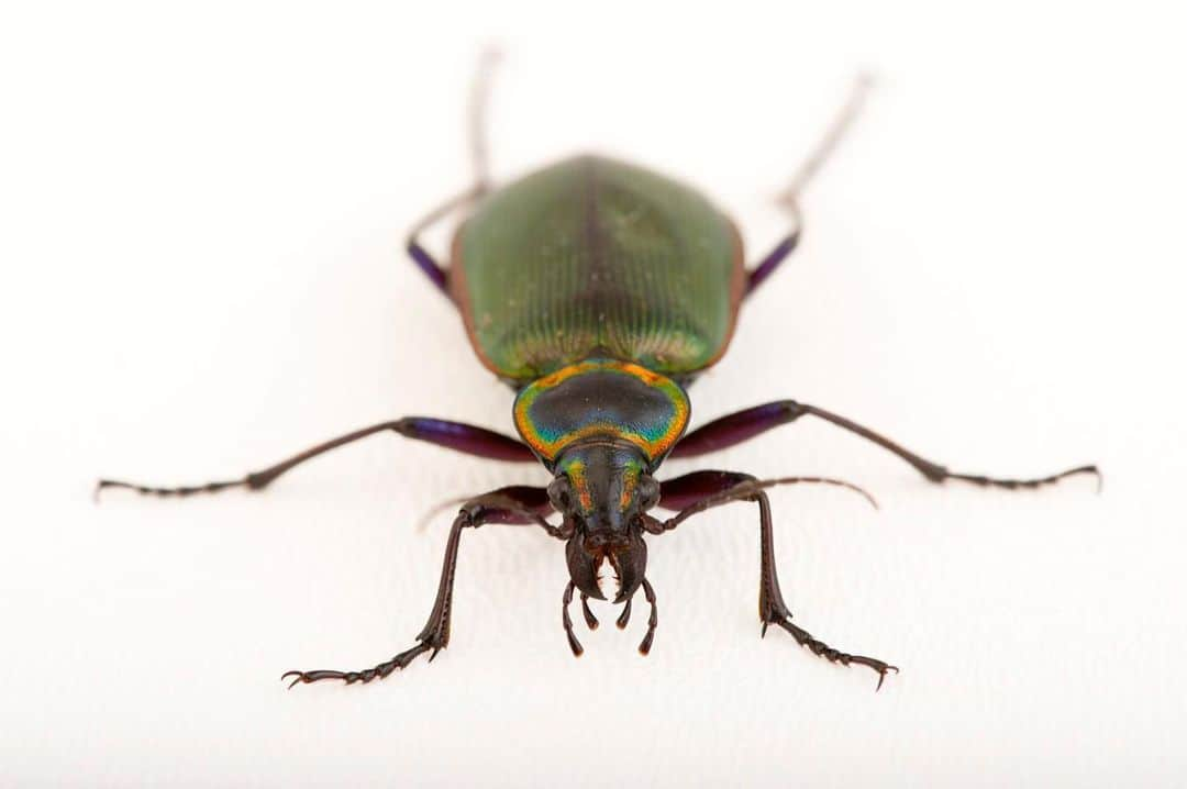 Joel Sartoreさんのインスタグラム写真 - (Joel SartoreInstagram)「Fiery searcher beetles like this one @houstonzoo are one of North America’s largest ground beetles. Predatory in both its larval and adult stages, this beetle has earned the common name caterpillar hunter. During the day, these beetles hide under logs, rocks, or in crevices, emerging at night to hunt in fields, gardens, or forests. While striking in appearance, these insects should be approached with care as they can deliver a nasty bite when handled inappropriately. #searcherbeetle #caterpillarhunter #insect #beetle #predator #hunter #fiery #PhotoArk #savetogether」6月23日 22時51分 - joelsartore