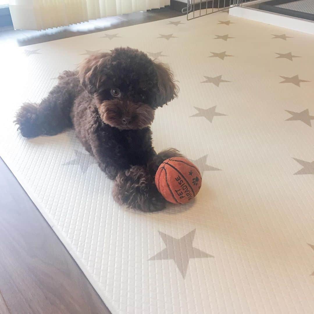 網野友雄のインスタグラム：「バス犬🏀🐩 #バスケットボール #トイプードル #トラベリングの嵐」