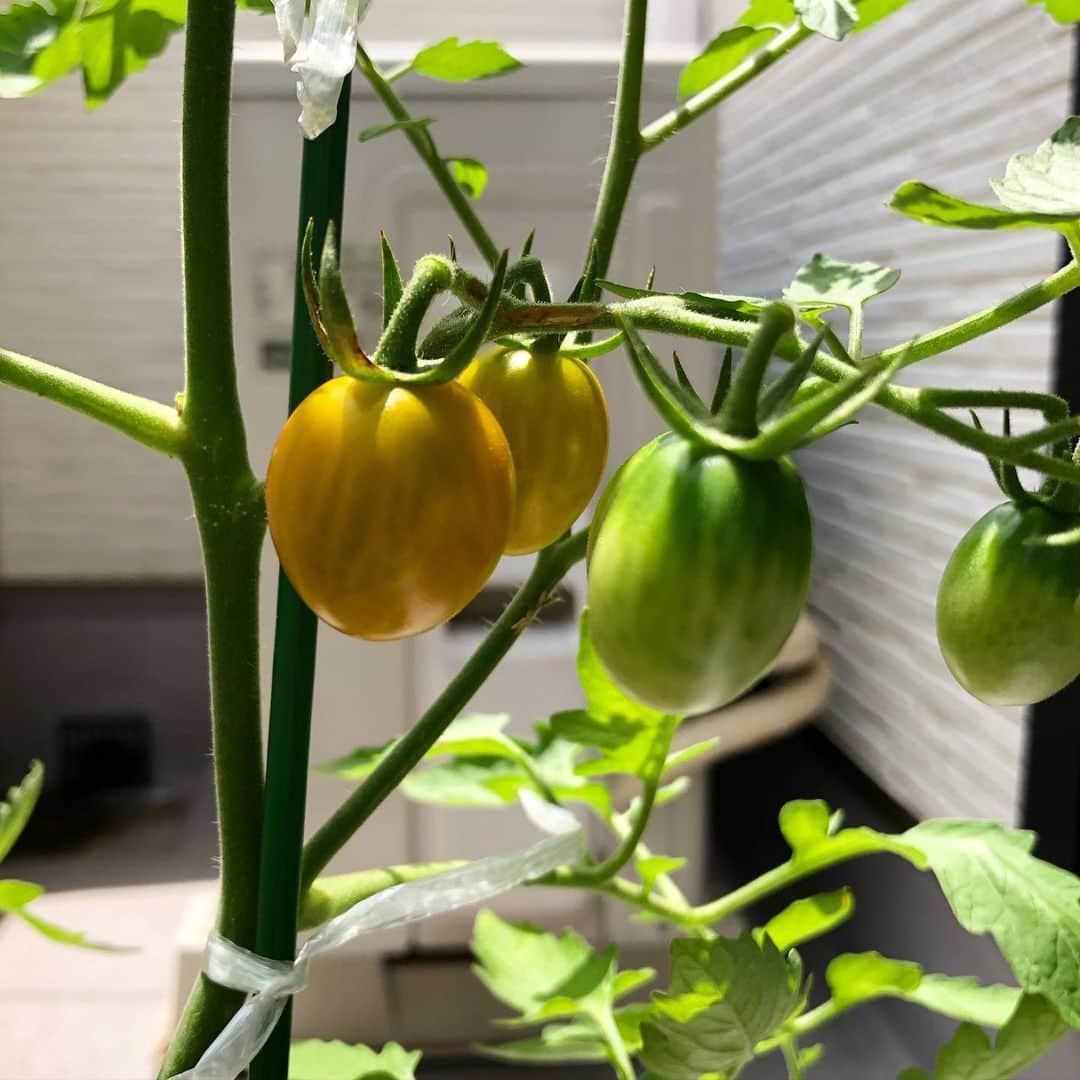 はるにゃんさんのインスタグラム写真 - (はるにゃんInstagram)「. 🍅🍅🍅 トマトさんたちが実ってきましたー✨✨ 早く収穫したいなあ😍 はるちび、トマト食べないんだよなあ💦 私が食べる！ オクラ栽培中です。 あと、シソも欲しくなってきた😂😂 #家庭菜園 楽しくなってきたわい。 でも虫怖い😱😱😱 気絶する。 . #家庭菜園#トマト栽培#ミニトマト #フルーツトマト#モッツァレラチーズと食べたい」6月23日 15時44分 - haruxmama0907