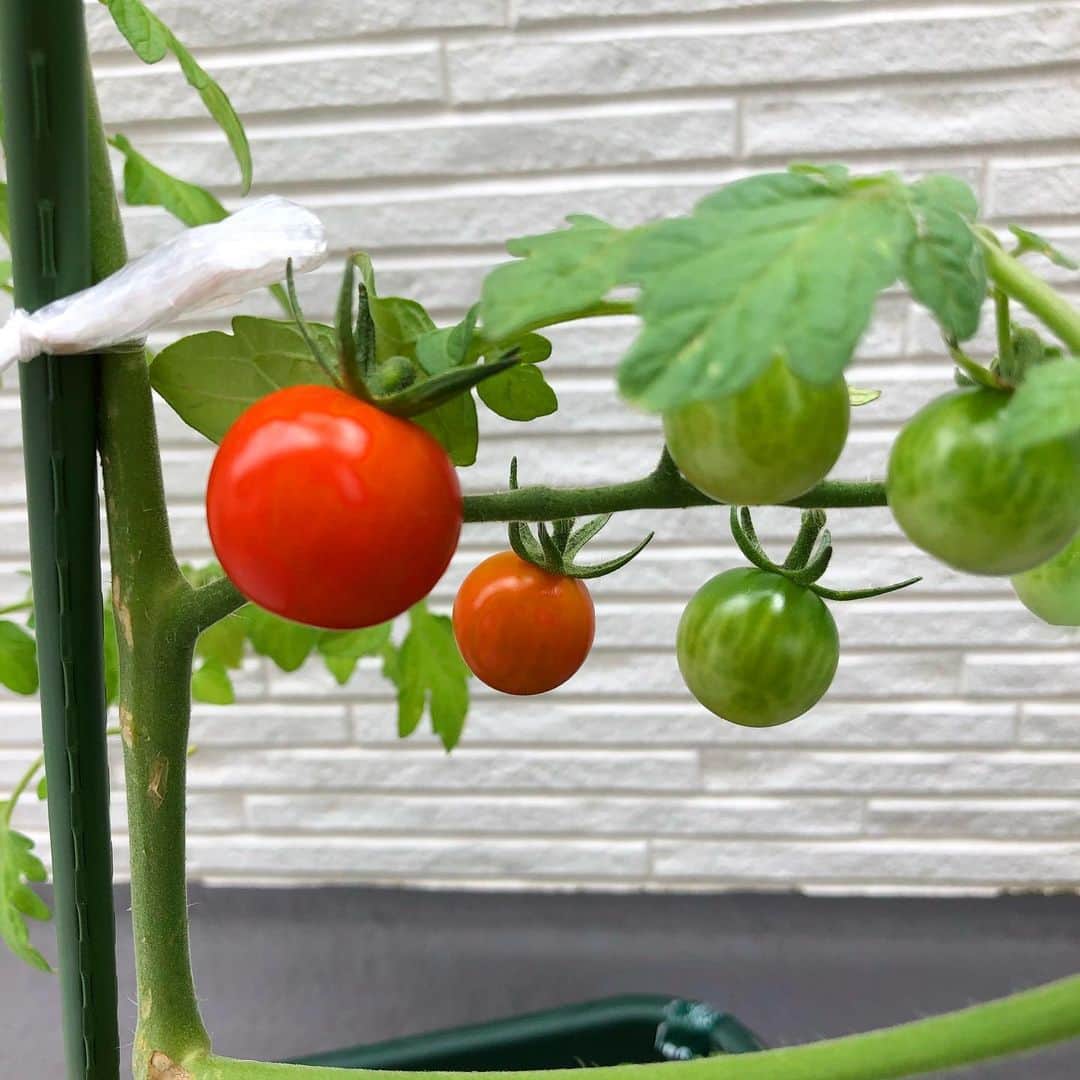 はるにゃんさんのインスタグラム写真 - (はるにゃんInstagram)「. 🍅🍅🍅 トマトさんたちが実ってきましたー✨✨ 早く収穫したいなあ😍 はるちび、トマト食べないんだよなあ💦 私が食べる！ オクラ栽培中です。 あと、シソも欲しくなってきた😂😂 #家庭菜園 楽しくなってきたわい。 でも虫怖い😱😱😱 気絶する。 . #家庭菜園#トマト栽培#ミニトマト #フルーツトマト#モッツァレラチーズと食べたい」6月23日 15時44分 - haruxmama0907
