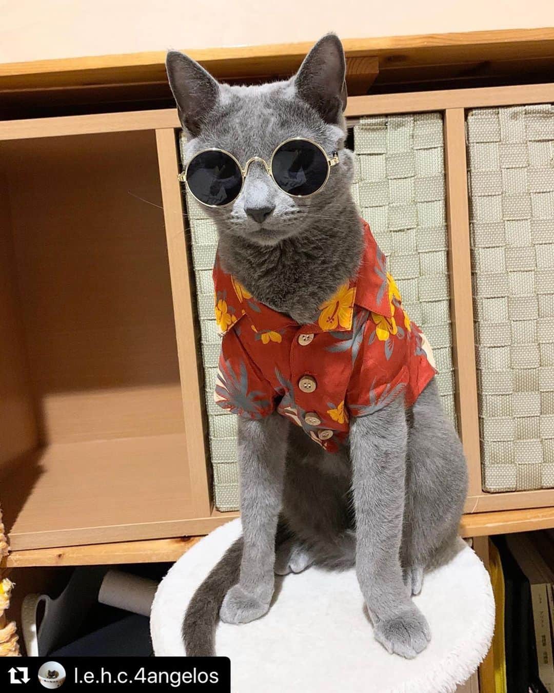 ねこさんのインスタグラム写真 - (ねこInstagram)「【#ねこは人を笑顔にする】❣️ おっ、本日ふたりめのチャラねこさん発見😂❤️うぅ〜んアロハシャツとサングラスとっても似合ってるョー✨🤘🏻今すぐ海行きたくなるね🌊🌴👙 @l.e.h.c.4angelos さん、ありがとう🌺 #Repost @l.e.h.c.4angelos with @make_repost ・・・ るーちゃん❤️ 昨日、サングラスの写真を撮ってたら、どうしてもアロハシャツを着せたくなって、そのまま買いに行きました😂 ご機嫌伺いながら、今しがた撮れたて。 なかなかいいかも🤣 こんなふうに写真撮ったりしながら、ずっと一緒に頑張ろうね、るーちゃん❤️🧡💛 ・ ・  #ロシアンブルー  #pecocats  #ペコねこ部 #peppyフォト部  #ねこにすとで買ったよ  #sippo  #朝ワンコ夕ニャンコ #nyancon01 #peco迷子ゼロ #おうち時間わんにゃん広報部 #ペットとずっと #ねこは人を笑顔にする #いぬすたねこすたグランプリ #カレンダー倶楽部 #レッドハートアンバサダー #リビングペット  #サンコーリビングペット  #リラックスmiawmiaw2020夏  #部屋ねこmiawmiaw2020  #まいにちニャーニャー  @himekuri_nyanko  #百面相ねこ写真集  @editorial_company.pad」6月23日 15時56分 - neko_magazine