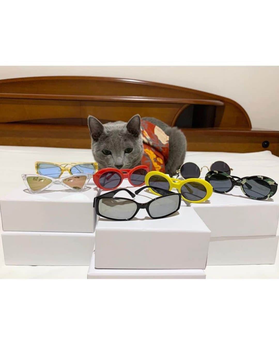 ねこさんのインスタグラム写真 - (ねこInstagram)「【#ねこは人を笑顔にする】❣️ おっ、本日ふたりめのチャラねこさん発見😂❤️うぅ〜んアロハシャツとサングラスとっても似合ってるョー✨🤘🏻今すぐ海行きたくなるね🌊🌴👙 @l.e.h.c.4angelos さん、ありがとう🌺 #Repost @l.e.h.c.4angelos with @make_repost ・・・ るーちゃん❤️ 昨日、サングラスの写真を撮ってたら、どうしてもアロハシャツを着せたくなって、そのまま買いに行きました😂 ご機嫌伺いながら、今しがた撮れたて。 なかなかいいかも🤣 こんなふうに写真撮ったりしながら、ずっと一緒に頑張ろうね、るーちゃん❤️🧡💛 ・ ・  #ロシアンブルー  #pecocats  #ペコねこ部 #peppyフォト部  #ねこにすとで買ったよ  #sippo  #朝ワンコ夕ニャンコ #nyancon01 #peco迷子ゼロ #おうち時間わんにゃん広報部 #ペットとずっと #ねこは人を笑顔にする #いぬすたねこすたグランプリ #カレンダー倶楽部 #レッドハートアンバサダー #リビングペット  #サンコーリビングペット  #リラックスmiawmiaw2020夏  #部屋ねこmiawmiaw2020  #まいにちニャーニャー  @himekuri_nyanko  #百面相ねこ写真集  @editorial_company.pad」6月23日 15時56分 - neko_magazine