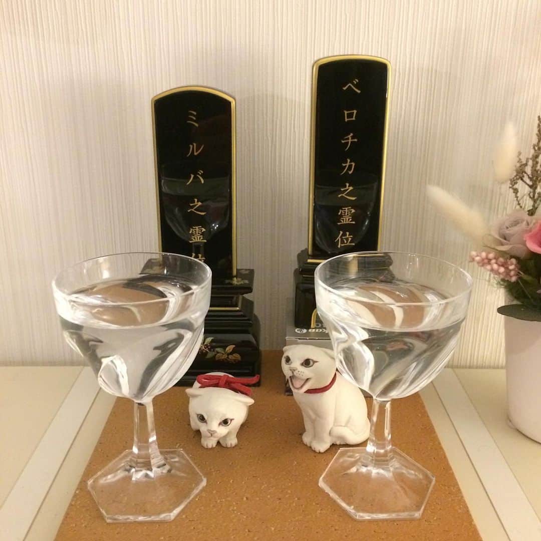 岡田屋鉄蔵のインスタグラム：「ミルバの位牌が届いたタイミングで病院からお花が届いた。黄色ベースのミルバさんらしい花束。最後は病院スタッフさんにもブラッシングでゴロゴロ言って懐いたものね。良くお世話して頂きました。感謝しかありません。先生、スタッフの皆様に感謝申し上げます。」