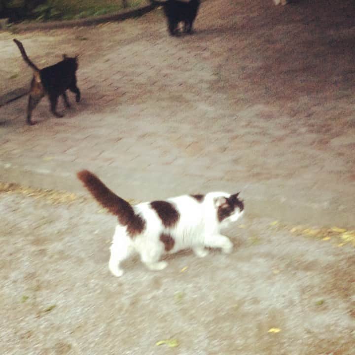 岡田屋鉄蔵のインスタグラム：「公園の昔仲間たちにも報告に行きました。ミルバさんが大好きだった最長老牛柄ミル姐さんとクロ長毛さんも元気にやってます。皆強い。」