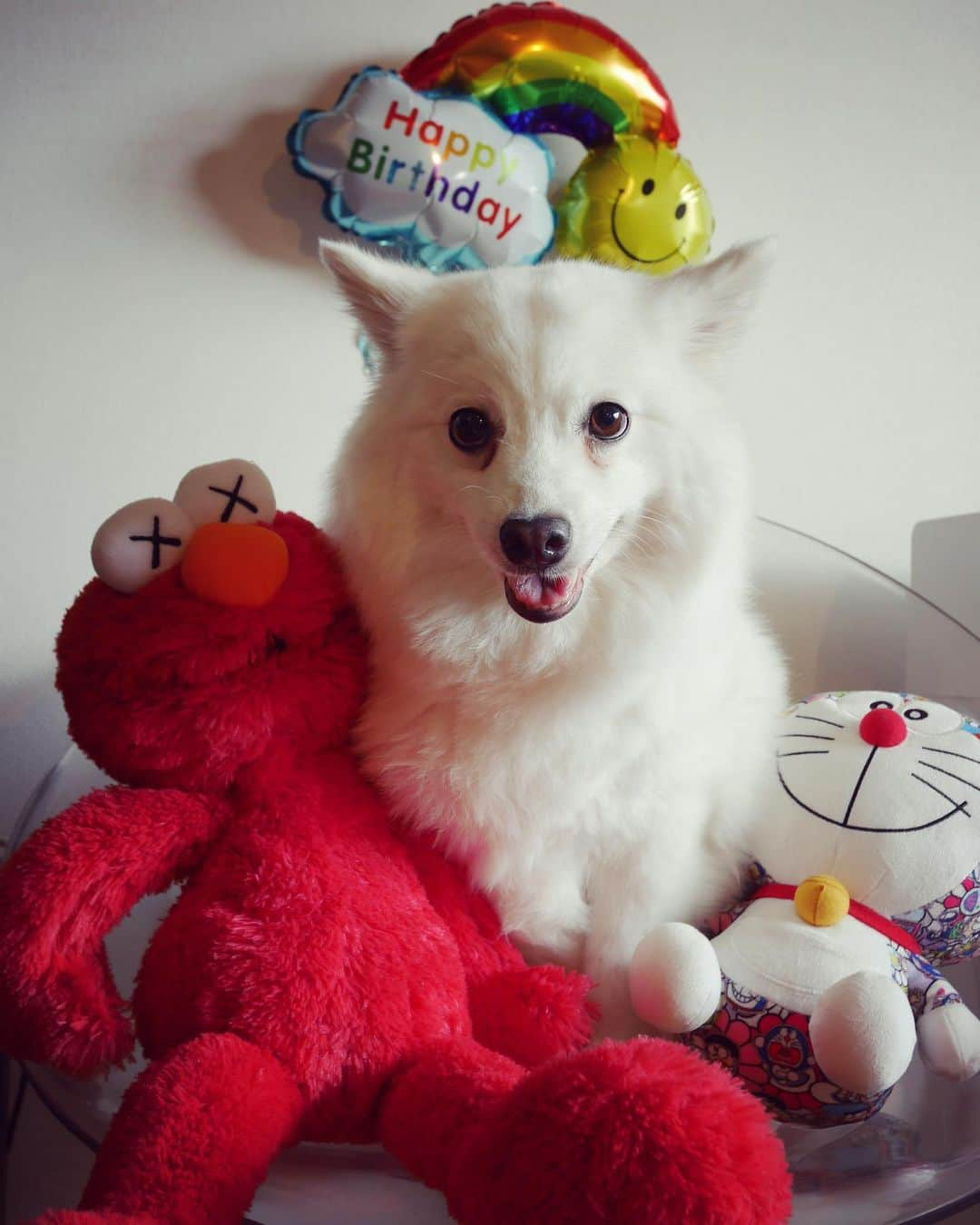 眞鍋さゆりのインスタグラム：「かりんHBD!!🎂 ７歳  #わんすたぐらむ#dog #japanesespitz」