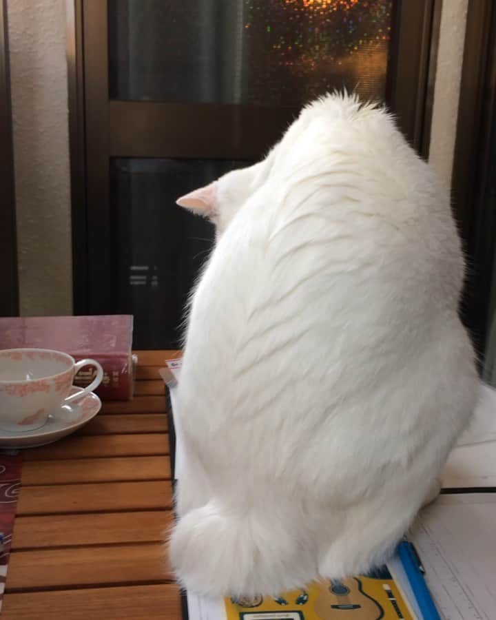 岡田屋鉄蔵のインスタグラム：「ミルバさん直伝、紙めくり。に、加えてアルナブさんは紙の端齧りという技を…」