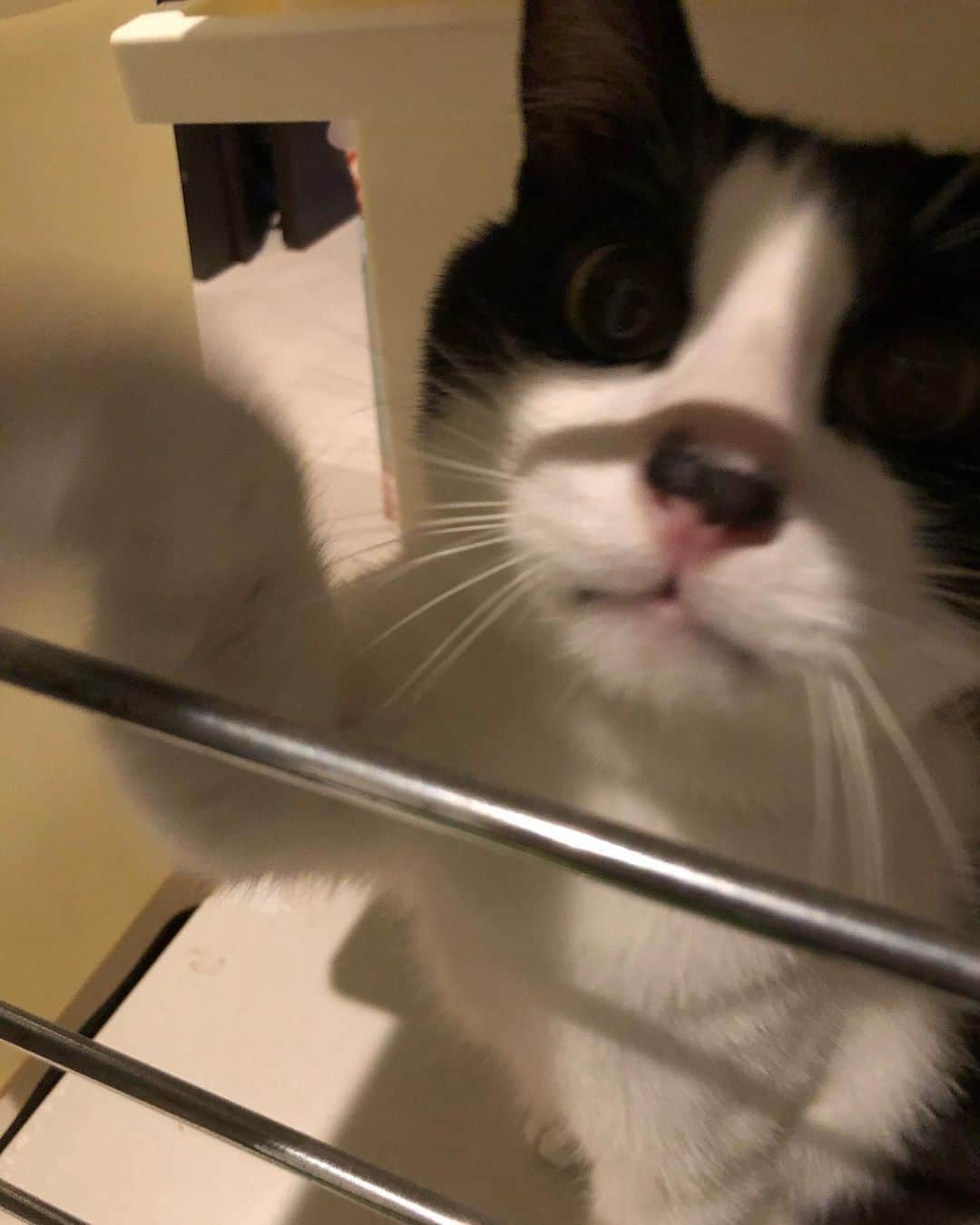 ぽんずのインスタグラム：「「ていっ」  #ねこ#猫#cat#猫好き#親バカ#はちわれ#ハチワレ#はちわれ猫#ハチワレ猫#白黒猫部#にゃんすたぐらむ#ilovecat#猫大好き#うちの猫自慢#白黒猫 #我が家のぽんずくん #ちゅーちゅー妖怪」