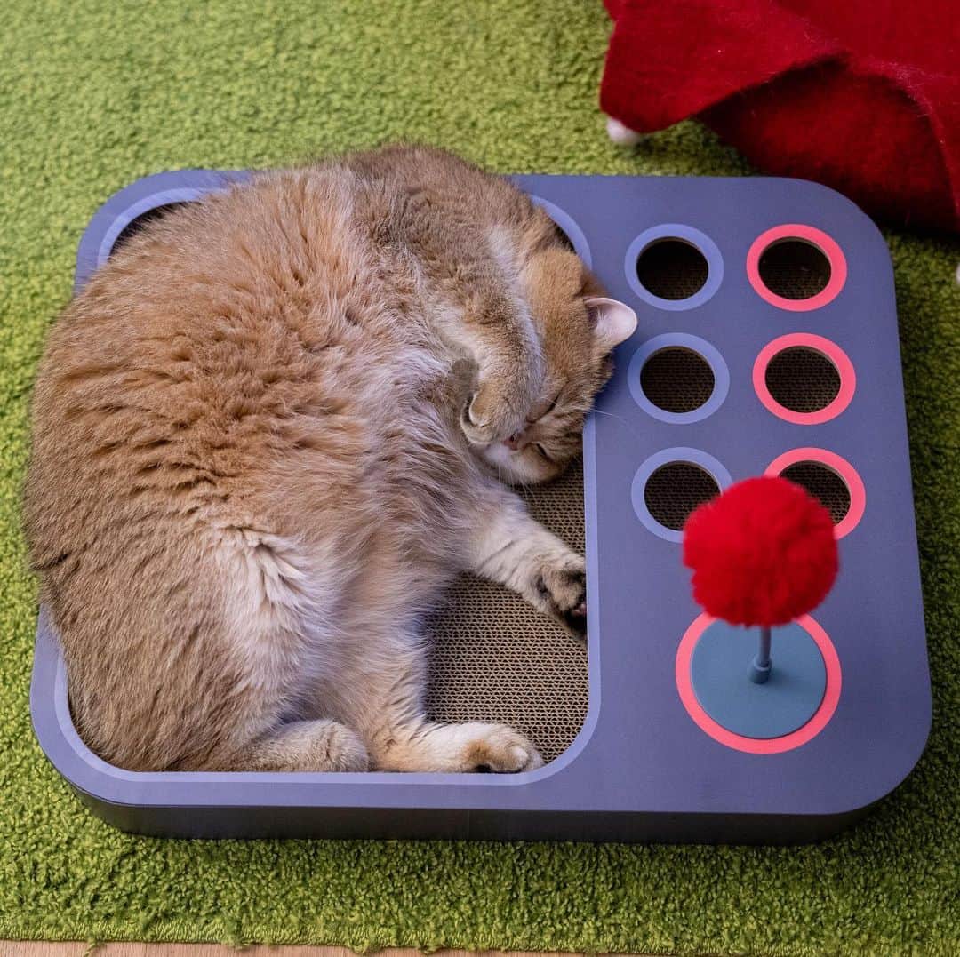Hosicoさんのインスタグラム写真 - (HosicoInstagram)「I played a board game and fell asleep 🎲」6月23日 16時35分 - hosico_cat