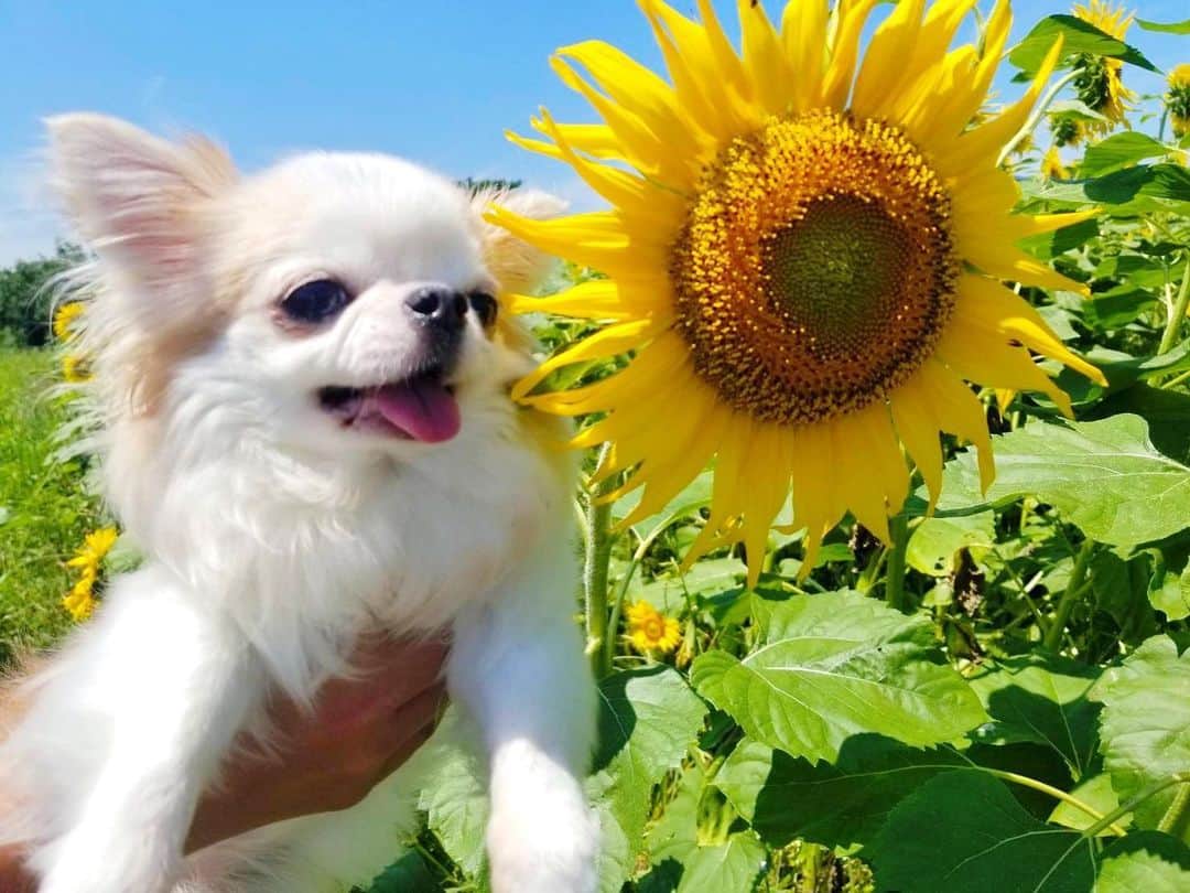 tetoyanyanのインスタグラム：「Today's TETO❤️23.6.2020﻿ ﻿ ﻿ Sun Flower🌻  今日のテトやん♡ ﻿ ﻿ ﻿ 今日のテトやん地方は﻿ ﻿ ﻿ 梅雨飛び越えて真夏でした😳♡﻿ ﻿ ﻿ ひまわり畑🌻でパチリ❣️﻿ ﻿ ﻿ テトやーん﻿ ﻿ ﻿ ﻿ ﻿ ﻿ いつもいつでもありがとう❤️﻿ ﻿ ﻿ ﻿ しかし﻿ あつい😅﻿ ﻿ ﻿ お出かけの際は﻿ ﻿ 水分補給を忘れずにですね☺️﻿ ﻿ ﻿ #dogs#instdog#dog#dogstagram#instapet#petstagram#petoftheday#mydog#instachihuahua#chihuahuaofinstagram#chihuahualove#chihuahualover#chihuahua#chihuahuas#チワワ#多頭飼い#ロングコートチワワ#チワワ部#ig_dogphoto#petoftoday﻿ #todayswanko#west_dog_japan#今日のテトやん#Todaysteto#dogstagram_japan」