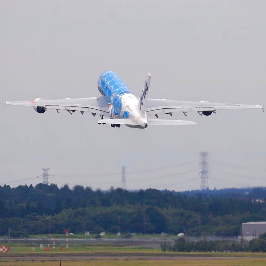 ANAさんのインスタグラム写真 - (ANAInstagram)「久しぶりに大空へ✨﻿ ﻿ #a380 #フライングホヌ #整備フライト #昨日は2号機 #今日は1号機 #✈️ #成田空港 #ふたたび大空を飛ぶために #今日も笑顔で #準備中 #離陸 #着陸 #エアバス #ソラマニ_ヒコーキ #飛行機好きな人と繋がりたい #flyinghonu #maintenance #flight #naritaairport #smile #takeoff #landing #airbus #ana_jp﻿ ﻿ ANAの飛行機は「#ソラマニ_ヒコーキ 」をつけて投稿してね💙インスタやANAの各メディアでご紹介していきます🌻」6月23日 17時33分 - ana.japan