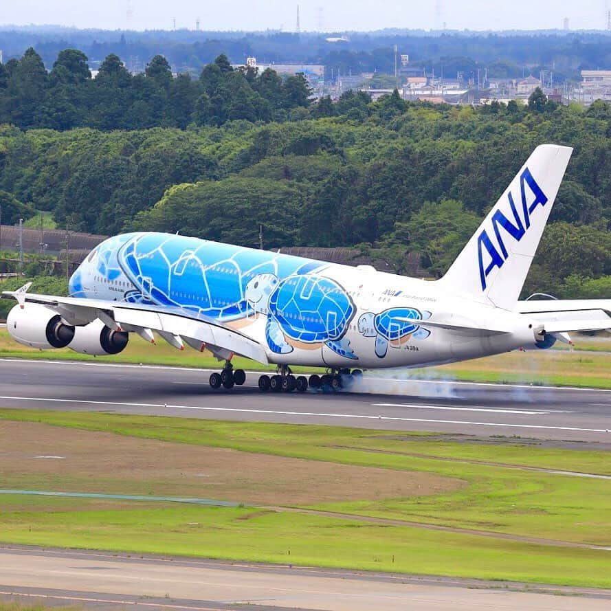 ANAさんのインスタグラム写真 - (ANAInstagram)「久しぶりに大空へ✨﻿ ﻿ #a380 #フライングホヌ #整備フライト #昨日は2号機 #今日は1号機 #✈️ #成田空港 #ふたたび大空を飛ぶために #今日も笑顔で #準備中 #離陸 #着陸 #エアバス #ソラマニ_ヒコーキ #飛行機好きな人と繋がりたい #flyinghonu #maintenance #flight #naritaairport #smile #takeoff #landing #airbus #ana_jp﻿ ﻿ ANAの飛行機は「#ソラマニ_ヒコーキ 」をつけて投稿してね💙インスタやANAの各メディアでご紹介していきます🌻」6月23日 17時33分 - ana.japan