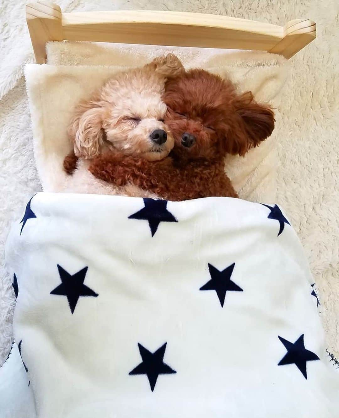 9GAGさんのインスタグラム写真 - (9GAGInstagram)「Cuddle buddies 📸 @momochan.rinchan - #toypoodle #cuddle #犬 #かわいい #9gag」6月23日 17時54分 - 9gag