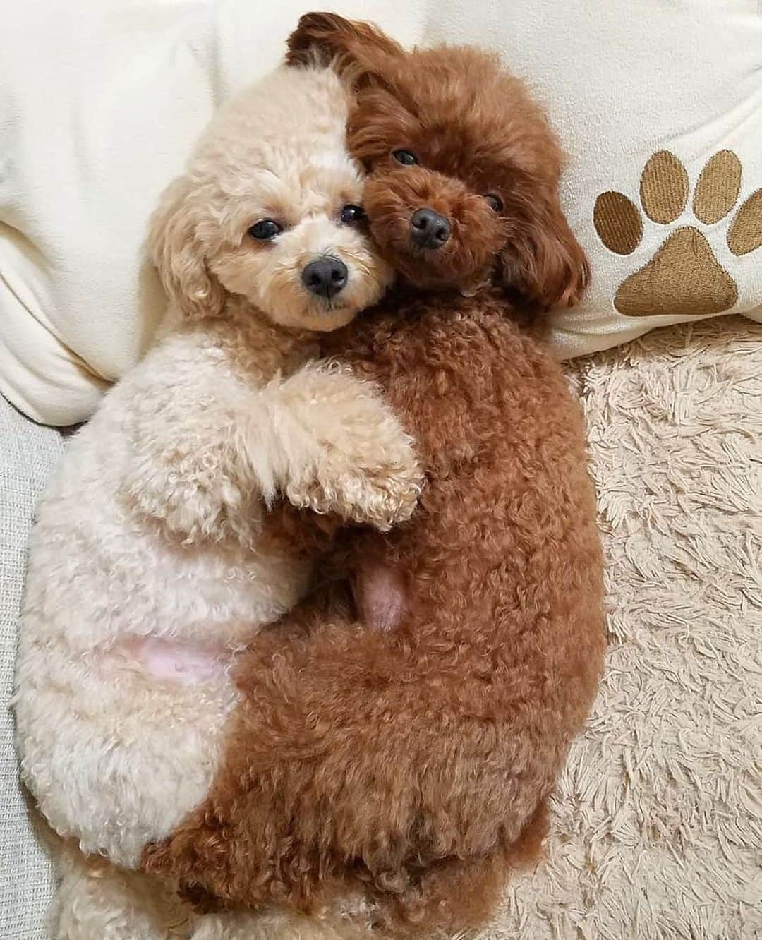 9GAGさんのインスタグラム写真 - (9GAGInstagram)「Cuddle buddies 📸 @momochan.rinchan - #toypoodle #cuddle #犬 #かわいい #9gag」6月23日 17時54分 - 9gag