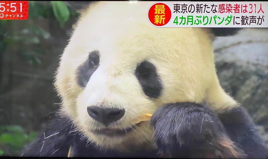 野本かりあのインスタグラム：「上野動物園が4ヶ月ぶりに開園のニュース。 私、人生初めてのバイト先が、上野動物園だったので、何だか嬉しく思う✨ （パンダ大好きだし❣️）」