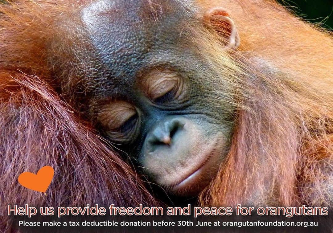 OFI Australiaさんのインスタグラム写真 - (OFI AustraliaInstagram)「Thank you to everyone who has generously contributed to our cause during this financial year, as we continue to support the orangutan and forest conservation efforts of Dr Birute Mary Galdikas and Orangutan Foundation International. We could not do any of this vitally important work without your financial support. More than ever before orangutans need your help.  As the end of the financial year is upon us, please consider making a tax-deductible donation to Orangutan Foundation International Australia. If you donate by 30th June, you can claim it in this year's tax return! More than ever before we need your support.  Your donation will boost your tax return, but more importantly, it will support the life-saving work being done to help us save and protect this critically endangered species. Donate now at https://orangutanfoundation.org.au/the-cause/  ____________________________________ 🦧 OFIA Founder: Kobe Steele kobe@ofiaustralia.com | OFIA Patron and Ambassador: @drbirute @orangutanfoundationintl @orangutan.canada www.orangutanfoundation.org.au 🦧 🧡 🦧 #orangutan #orphan #rescue #rehabilitate #release #BornToBeWild #Borneo #Indonesia #CampLeakey #orangutans #savetheorangutans #sayNOtopalmoil #palmoil #deforestation #destruction #rainforest #instagood #photooftheday #environment #nature #instanature #endangeredspecies #criticallyendangered #wildlife #orangutanfoundationintl #ofi #drbirute #ofiaustralia #FosterAnOrangutanToday」6月23日 17時59分 - ofi_australia