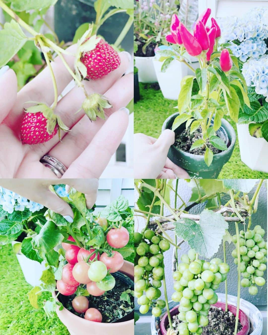 のインスタグラム：「🍓と🍅と🍇と🍋 ピーマンとブルーベリー 🍆、、大きくなってきて 色がついてくると楽しいね✨✨ - 紫陽花こんもりもこもこ ペチュニアも可愛く咲いてます✨✨ - 娘が🍅収穫しながらもぐもぐ - 大葉とモリンガ、バジル、ミントもいい感じ💓 - - #ガーデニング #ベランダがーデニング #小さな果樹園 #gardening #fruits #vegetables」