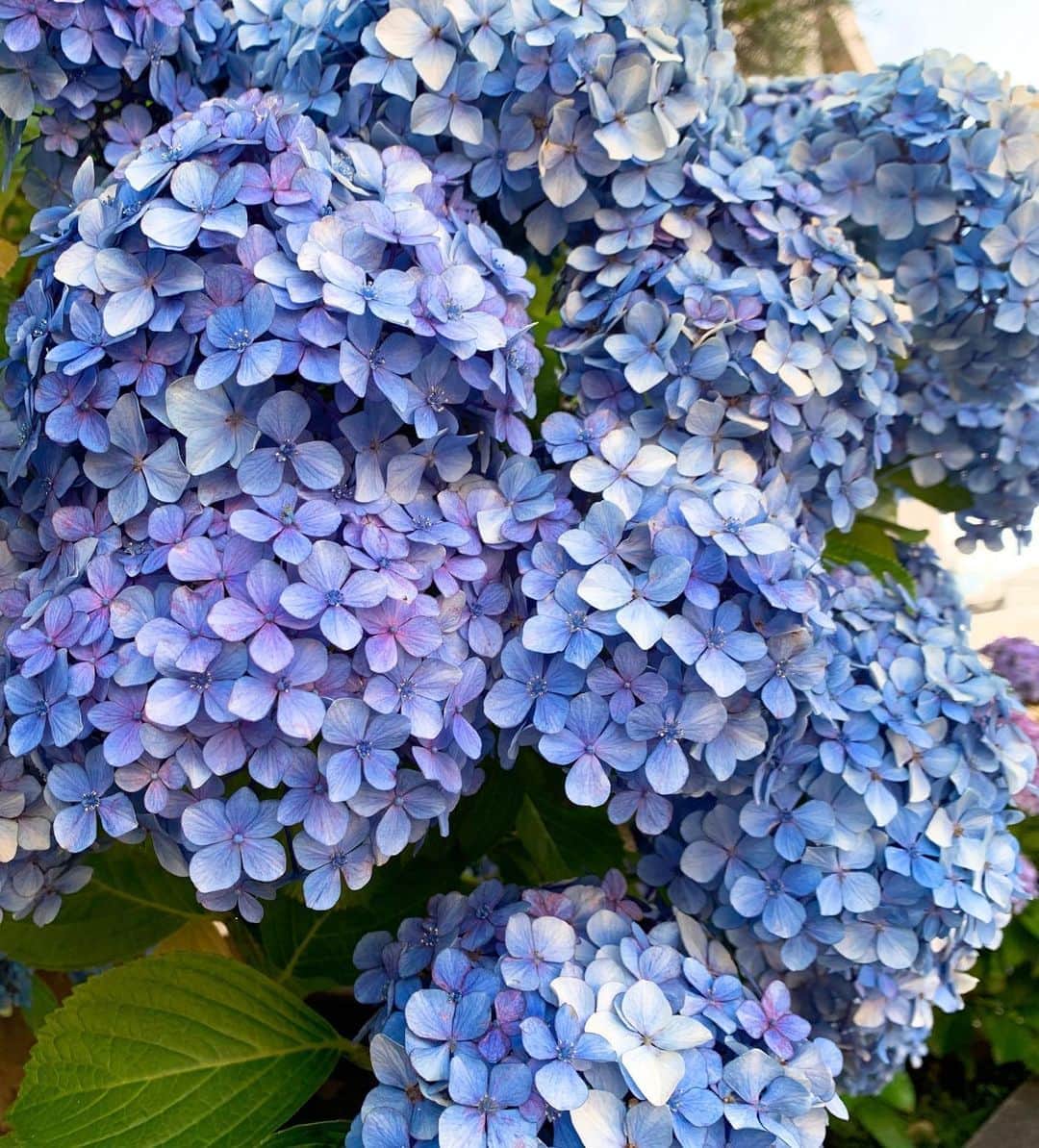 中林美和さんのインスタグラム写真 - (中林美和Instagram)「毎日あれこれ慌ただしくて あっという間に1日が過ぎていく。 雨上がりにふと紫陽花に目が止まって 癒されました。 綺麗だねー♡」6月23日 18時27分 - miwanakabayashi