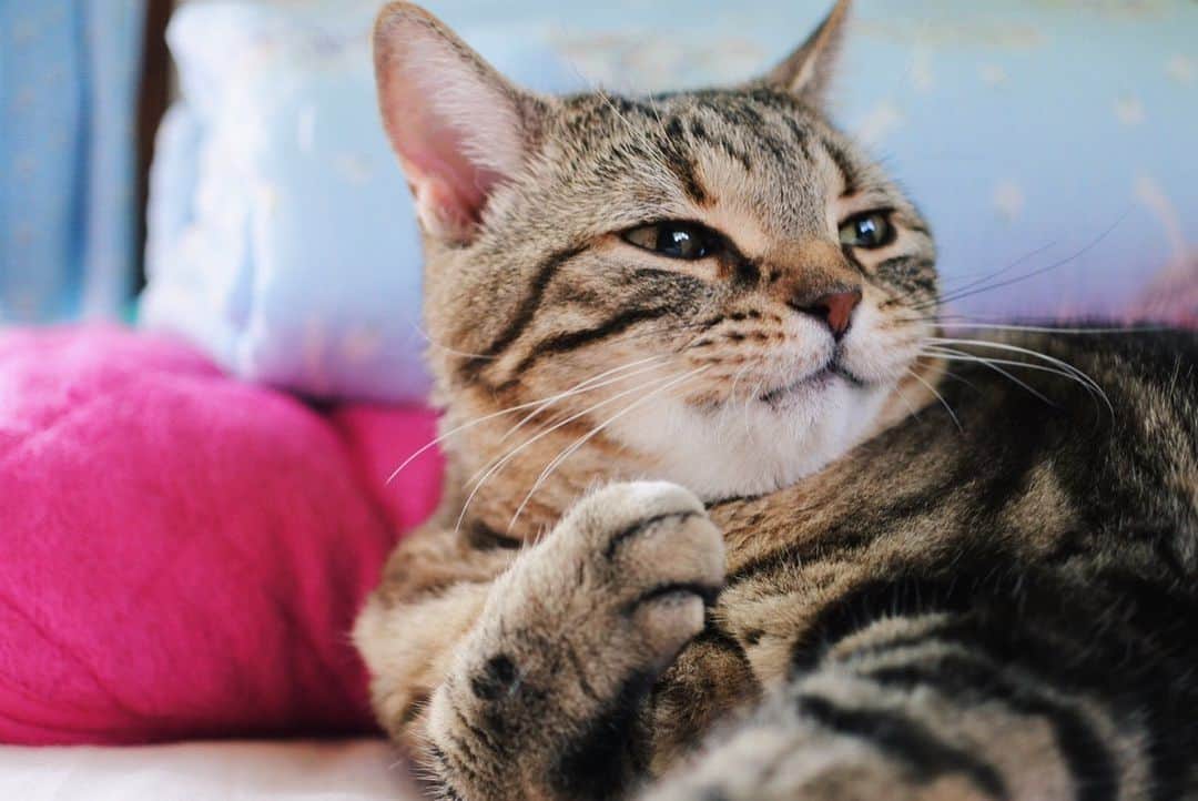 sancheloveさんのインスタグラム写真 - (sancheloveInstagram)「1日中涼しげに過ごしておりました。 つくねさん。 #kitty#catstagram#catstagram_japan#petstagram#picneko#instacat#meow#catoftheday#catofworld#ilovemycat#funnycat#にゃんこ#みんねこ#にゃんだふるらいふ#ふわもこ部#PECOねこ部#ねこまみれ#ねこ休み展#americanshorthair#アメショ#アメリカンショートヘア#ねこのいる暮らし Tsukune」6月23日 18時28分 - sanchelove