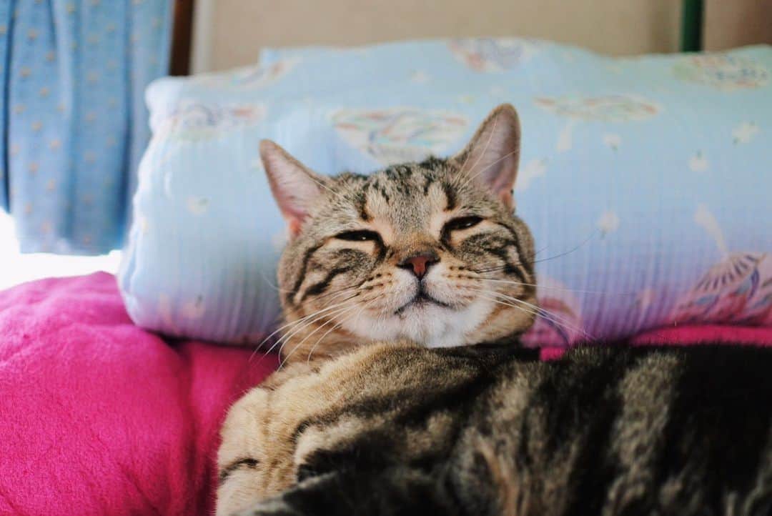 sancheloveさんのインスタグラム写真 - (sancheloveInstagram)「1日中涼しげに過ごしておりました。 つくねさん。 #kitty#catstagram#catstagram_japan#petstagram#picneko#instacat#meow#catoftheday#catofworld#ilovemycat#funnycat#にゃんこ#みんねこ#にゃんだふるらいふ#ふわもこ部#PECOねこ部#ねこまみれ#ねこ休み展#americanshorthair#アメショ#アメリカンショートヘア#ねこのいる暮らし Tsukune」6月23日 18時28分 - sanchelove