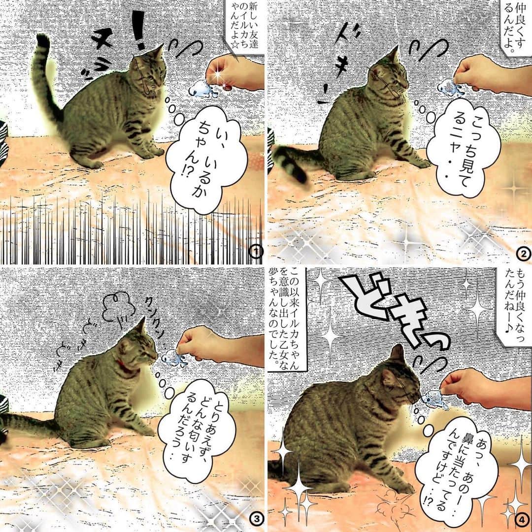 菊地優志さんのインスタグラム写真 - (菊地優志Instagram)「6/23(火)84回目《100回まであと16!》 我が家の猫''夢ちゃん''の4コマ風漫画 『夢ちゃんの 1K 8畳 3人暮らし』  です=(^.^)= 今回は、イルカちゃんの回です☆  夢ちゃんで癒されて下さい^_^  この4コマ風漫画は、1K8畳に3人暮らしをしてる夢ちゃんの日常を4コマ風漫画でお届けしていきます(=^ェ^=)」6月23日 18時34分 - kikuchimasashi