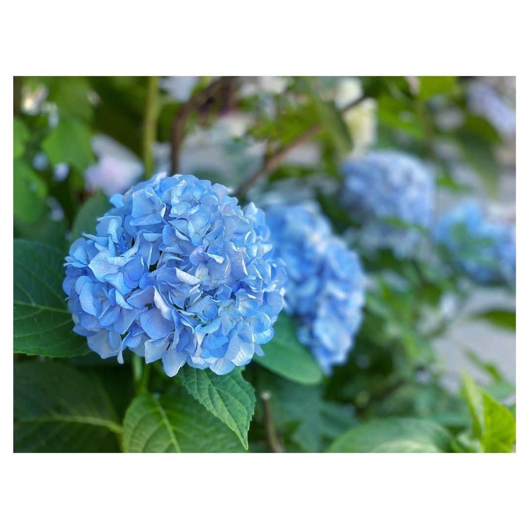 のインスタグラム：「#紫陽花 ✨」