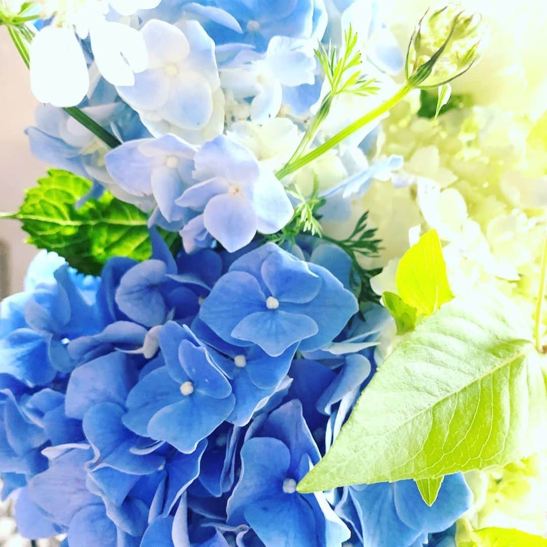 三浦加納子のインスタグラム：「爽やかな紫陽花を頂きました😊  紫陽花を見ると実家の庭でおばあちゃんがいっぱい育てていたのを思い出す。 カタツムリがこわかったけど、お水をあげると花びらがキラキラして綺麗だったな。 夏の想い出😌  #紫陽花　#hydrangea」