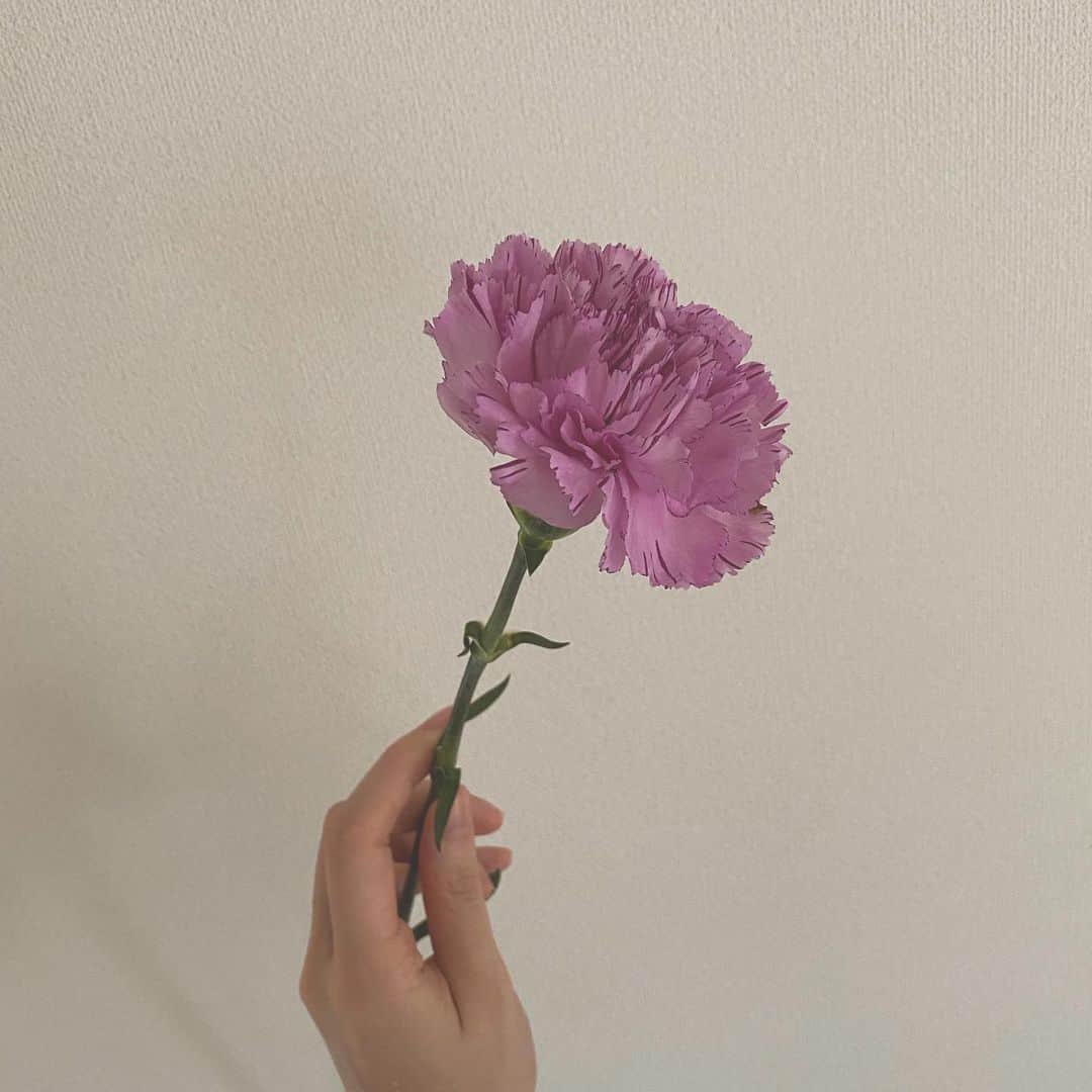 吉野マリアのインスタグラム：「. ♡ ♡ ♡ . . #carnation #flower #stayhome #cravo #flor #foto #カーネーション #花 #一輪 #癒し」