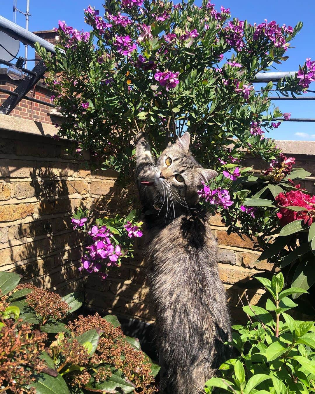 エイサ・バターフィールドのインスタグラム：「I told her to stop harassing the bees but she won’t listen.」