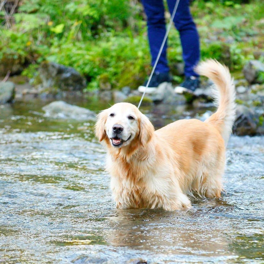 わんわんパラダイスのインスタグラム：「高山わんわんパラダイスホテルの魅力はなんといっても広大な自然🌱 これからの時期は敷地内に流れる久手川での水遊びがおすすめです🐕🎵 全長700メートルのお散歩コースを歩けば季節の草木や鳥のさえずりにきっと心癒されます☺️✨ #わんわんパラダイス #わんこ #犬がいる生活 #おでかけ #犬 #わんこは家族 #わんこカメラ部 #わんこと旅行 #癒し犬#dogs #犬好きさんと繋がりたい #犬バカバンザイ #わんこと泊まれる宿 #犬バカ部 #いぬすたぐらむ #ふわもこ部 #犬写真#モデル犬 #愛犬 #リゾート #わんパラハッピー」