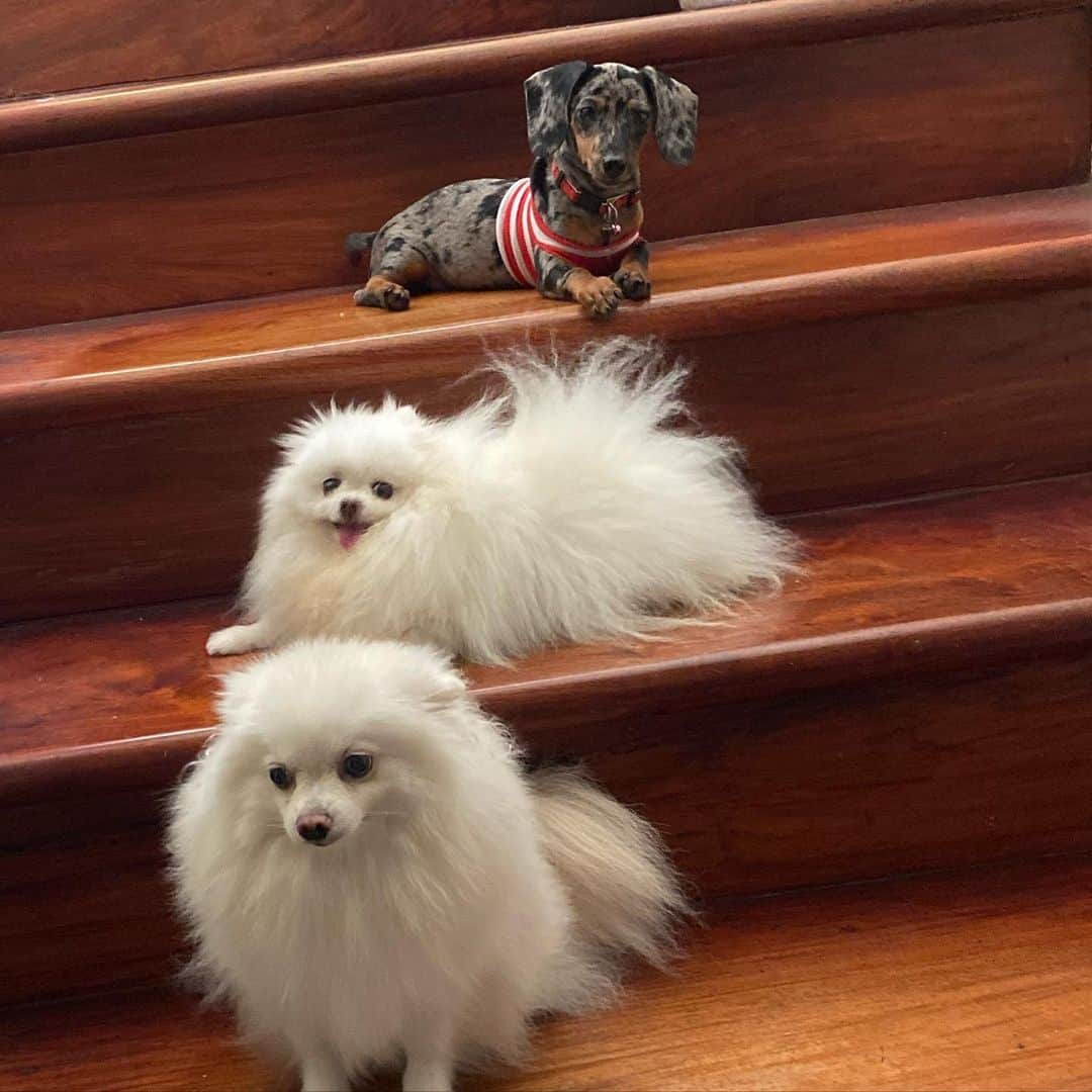 JEWELのインスタグラム：「Meet our new friend @peanut.butter0_0 🐶🐾❤️ Pancake has not yet warmed up to her but she will soon.🙂」