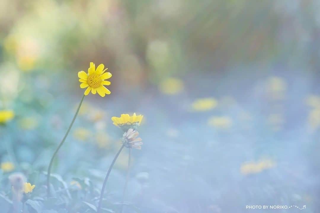 花の写真館のインスタグラム：「Photo by Noriko Sugimoto.⠀ .⠀ Original Post[投稿いただいたURL]⠀ https://www.facebook.com/photo.php?fbid=1331828417004242⠀ .⠀ 本アカウントは、 #私の花の写真 をつけてInstagramに投稿された皆さまの花の写真や、「花の写真館」Facebookページで投稿された花の写真を紹介します。⠀ 「花の写真館」Facebookページは、「 @floral.photograph 」のプロフィールにあるURLからご覧ください。⠀ .⠀ ※各自、政府、自治体など公的機関の指示に従った行動をお願いします。⠀⠀ 東京カメラ部および分室では、写真を「見る楽しみ」を提供することを通して、微力ながら皆様にわずかな時間でも癒しをお届けしたいと思っております。⠀ ※本アカウントは東京カメラ部がFacebook、Instagramのサービスを利用して運営しているもので、Facebook社・Instagramとは一切関係ありません。⠀ .⠀ #花の写真館 #floralphotograph #floralphoto #flower #flowers⠀ Follow: @floral.photograph」