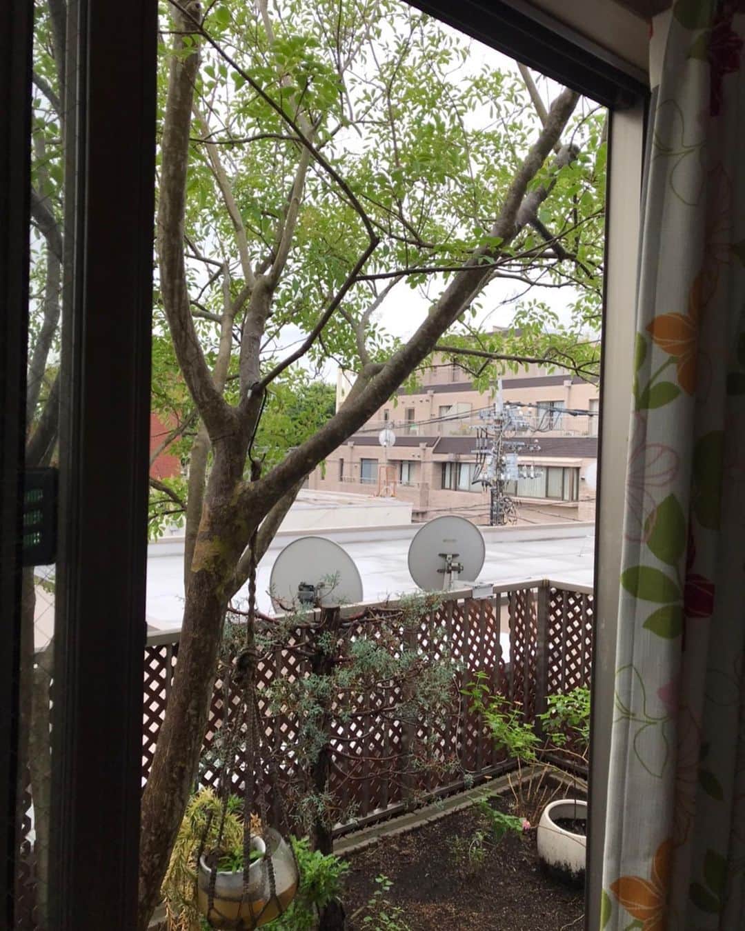 キャシー中島さんのインスタグラム写真 - (キャシー中島Instagram)「* ﻿ 朝、雨が上がりました☂️﻿ ニャンコーズのために屋上を開けました🐈﻿ ﻿ 鳥さんが🕊運んでくれた種から﻿ ムラサキシキブの花が咲きました。﻿ 小さな実がたくさんなるんですよね！﻿ ﻿ 洋輔の部屋から見える大きな木。﻿ 屋上とは思えない大きさでしょ！﻿ ﻿ 洋輔がお世話になってる静岡放送の方から﻿ 美味しいトウモロコシをいただきました。﻿ さっそく洋輔がとうもろこしご飯を作ってくれてます。﻿ 新鮮なとうもろこしはとってもきれい🌽美人さんです。﻿ これは白いとうもろこし！﻿ めちゃくちゃ美味しい！🌽🌽😋😋﻿ ﻿ 勝野ファミリーのハルカちゃんからも﻿ #さくらんぼ が届きました🍒﻿ これも大好物❣️ 嬉しい😃😆﻿ 今日は美味しい嬉しいがいっぱいです😆﻿ ﻿ #キャシー中島#kathynakajima﻿ #キャシーマム#kathymom﻿ #勝野家のネコたち #旬の食材 #ありがとう」6月23日 19時46分 - official_kathynakajima