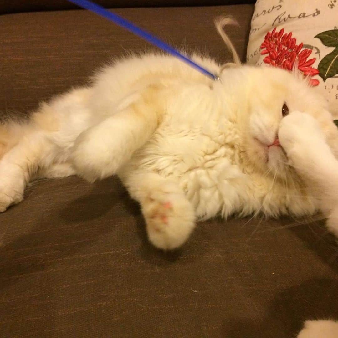 Haruさんのインスタグラム写真 - (HaruInstagram)「Don’t make me angry 😡 #gentleharper #โอ้ยยยยยยย #โกดแง้วนะ」6月23日 19時47分 - haru_thecat