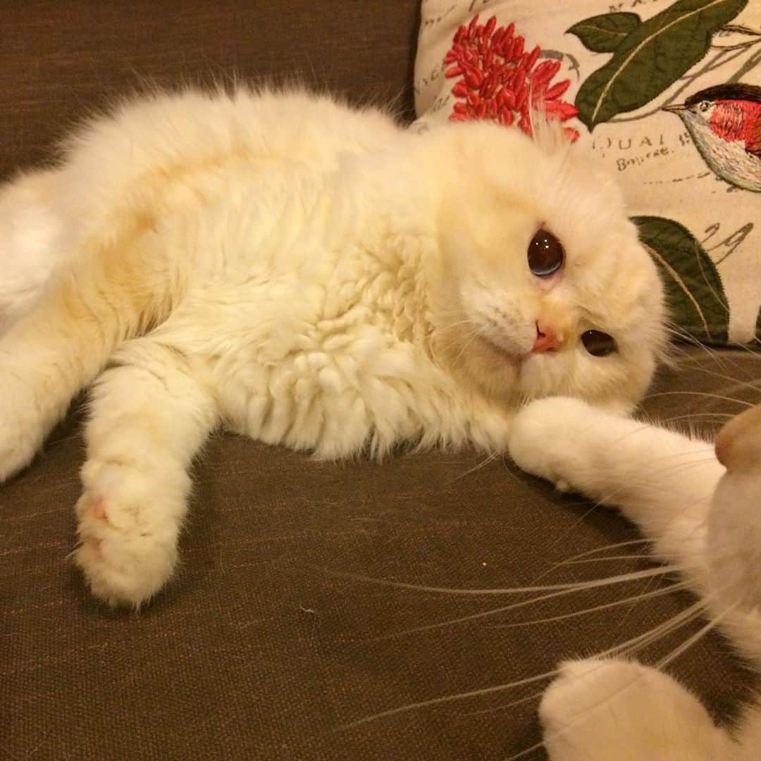 Haruさんのインスタグラム写真 - (HaruInstagram)「Don’t make me angry 😡 #gentleharper #โอ้ยยยยยยย #โกดแง้วนะ」6月23日 19時47分 - haru_thecat