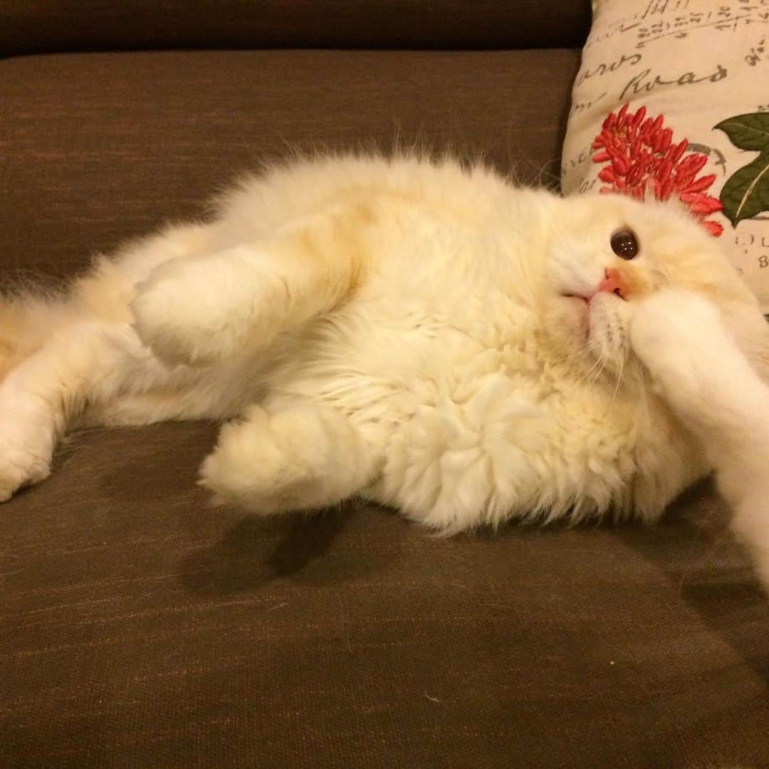 Haruさんのインスタグラム写真 - (HaruInstagram)「Don’t make me angry 😡 #gentleharper #โอ้ยยยยยยย #โกดแง้วนะ」6月23日 19時47分 - haru_thecat