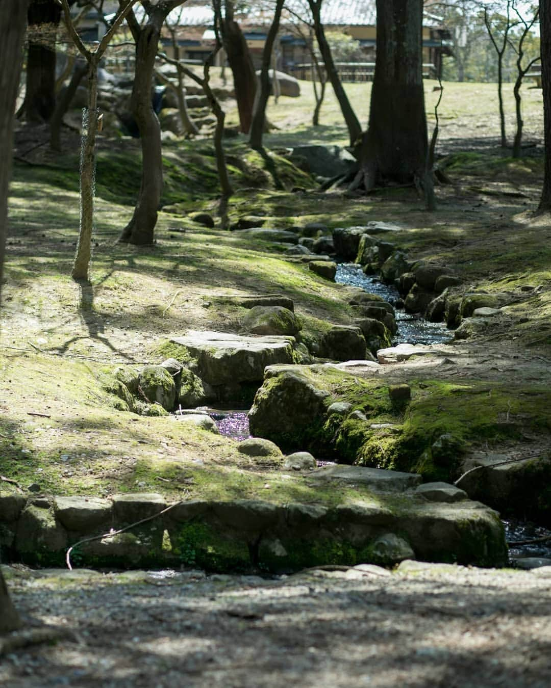 菊水楼公式アカウントのインスタグラム：「浅茅ヶ原の小川 // 春日大社表参道  菊水楼の目の前にある一の鳥居から東へ。春日大社神域の道。木漏れ日の中、ベンチで休憩するのに心地よい場所です。 ＊ Small stream // Road approaching Kasugataisha shrine  Walking toward east from Ichi-no-Torii, you can feel the sunlight filtering through trees.  You are now in a sanctuary. ＊  @osaka_laviephotography @the_kikusuiro_narapark#japan #nara #kikusuiro #narapark #naradeerpark #trip #travel #narajapan #naralunch #お顔合わせ #奈良 #ならまち #菊水楼 #奈良グルメ #浅茅ヶ原 #奈良公園 #自然 #木漏れ日 #小川  #おうちで奈良旅」