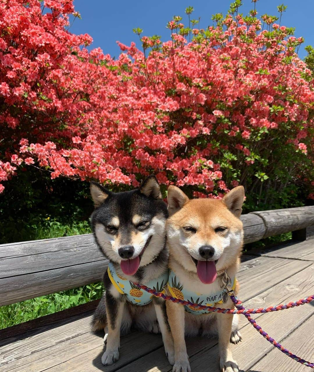 豆柴なつ&ふゆさんのインスタグラム写真 - (豆柴なつ&ふゆInstagram)「Azalea garden😆💕　#tbt 八幡ツツジ園😆💕　#過去pic  #ツツジ　#笑顔　#azalea　#smile #shibaaaaainu  #dogstagram  #thedailyshibainu #west_dog_japan  #わんダフォ #shibamania  #柴犬ライフ#pecoいぬ部 #shiba_snap  #instashiba#cutedogs  #柴犬#shiba #shibainu #shibastagram #いぬすたぐらむ #pecoいぬ部 #shibainumag_feature #instafollow #dogoftheday  #🐕📷 #theshibasociety  #柴#proudshibas  #柴犬マニア」6月23日 20時37分 - mameshiba.natsuinu56