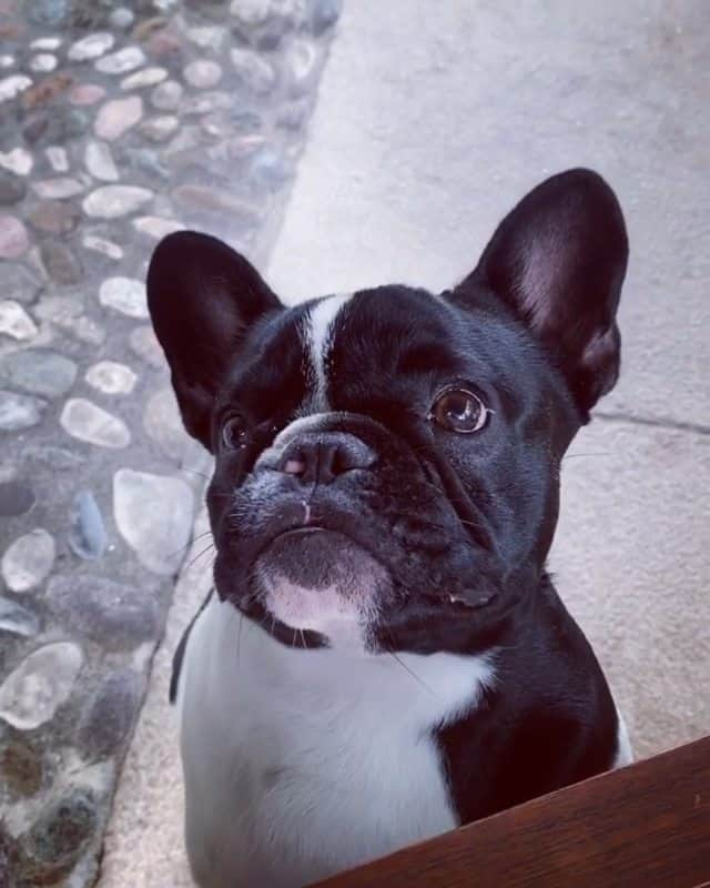 French Bulldogのインスタグラム