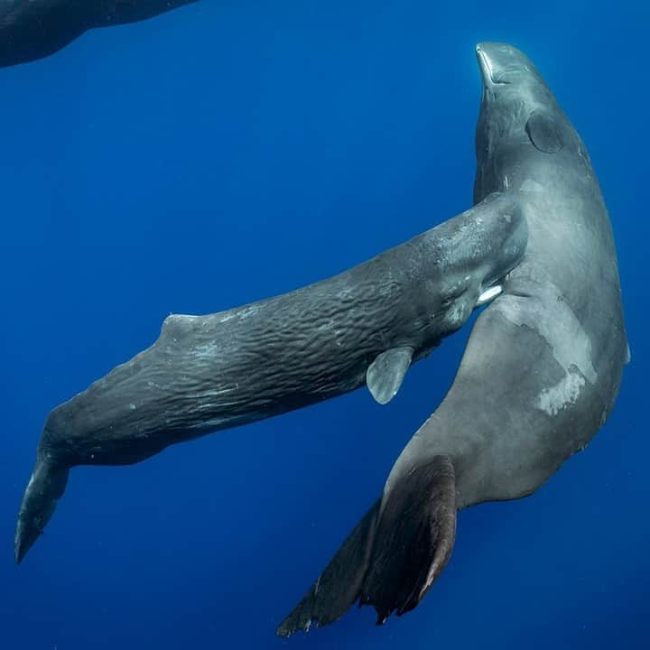 ナショナルジオグラフィックさんのインスタグラム写真 - (ナショナルジオグラフィックInstagram)「Photo by @brianskerry | A sperm whale calf nurses from its mother in the waters of the eastern Caribbean Sea. I was working with whale scientist Shane Gero, who, after seeing this image, exclaimed: “There’s an old saying in the whale biology world. Someday we’ll know everything about whales, except how a sperm whale calf nurses. But now we know!" Evidently, researchers had been unable to determine exactly how this behavior was achieved. But as we see in this photograph, the calf actually inserts its lower jaw into the mammary opening in order to nurse. Spending time with these animals remains one of my most memorable experiences. Despite a reputation throughout history of being an aggressive monster, sperm whales are quite the opposite. They are gentle, highly social, and place great value on family. For me, the combination of spending time with the whales and learning from researchers who have dedicated their lives to understanding these whale societies has been illuminating.  The sea does not easily reveal her mysteries, and animals like sperm whales that spend most of their lives in the deep ocean are a challenge to study. But with time and patience, secrets are uncovered. Follow @BrianSkerry to see more special moments from nature. #whales #spermwhales #caribbean #secrets #momandbaby」6月23日 21時37分 - natgeo