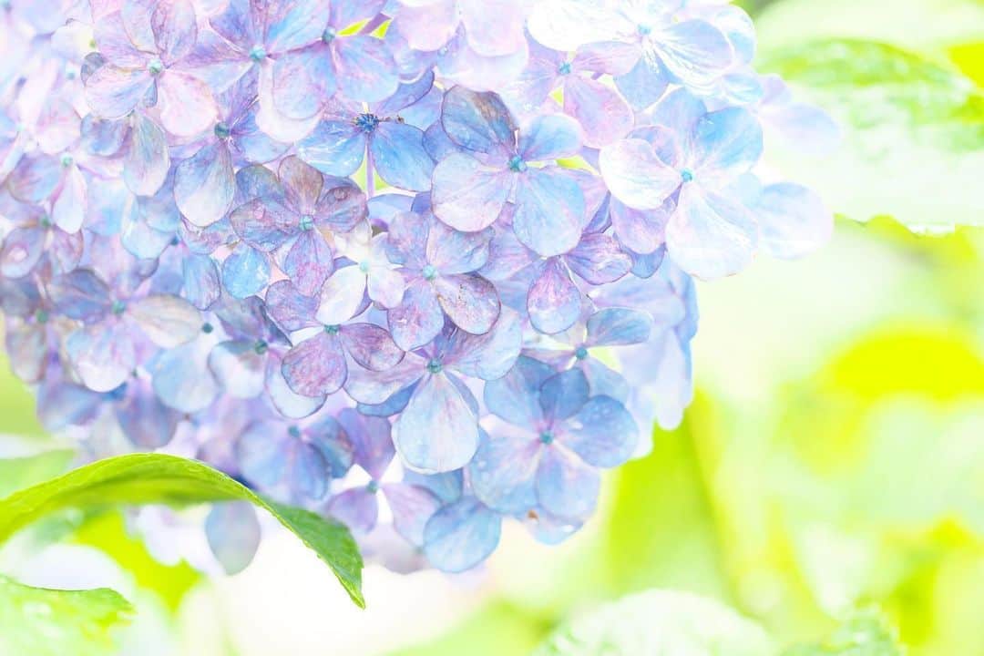kiccyomuのインスタグラム：「☁️ 2020.06.24 Wed 千葉の紫陽花寺… #本土寺 の #紫陽花 ちょっと、見頃過ぎてたかなぁ？ という感じだったけど… 雨☔️が降る中、ゆっくり楽しめました😊  梅雨真っ只中だけど… 今日も元気に🤗  location #千葉 📷撮影 2020年06月21日」
