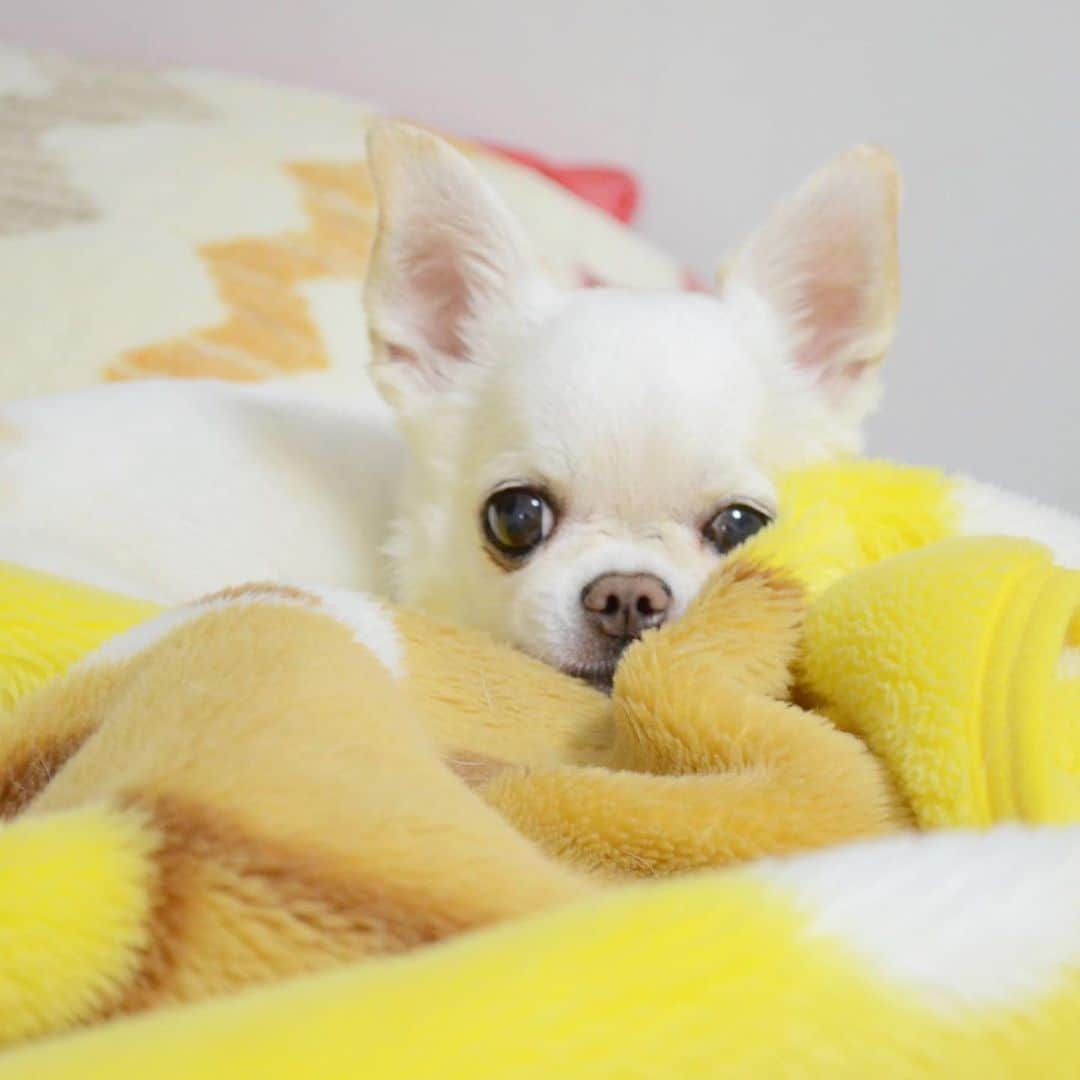KORIKIのインスタグラム：「おはようございます♪ * #dogofsapporo #dog, #dogs, #dogstagram,#chihuahua,#犬バカ部,#チワワ,#koriki, #hanadog #白スムチ連合会, #スムチー,  #dogofthedayjp, #dogoftheday  #ilovemydog #instadog #instapet #WhiteChihuahua  #吉娃娃 #치와와  #dogsofinstagram #Chihuahualover  #ชิวาวา #チワワの輪 #barkbox #WhiteChihuahuaParty #もふもふモフモフ」