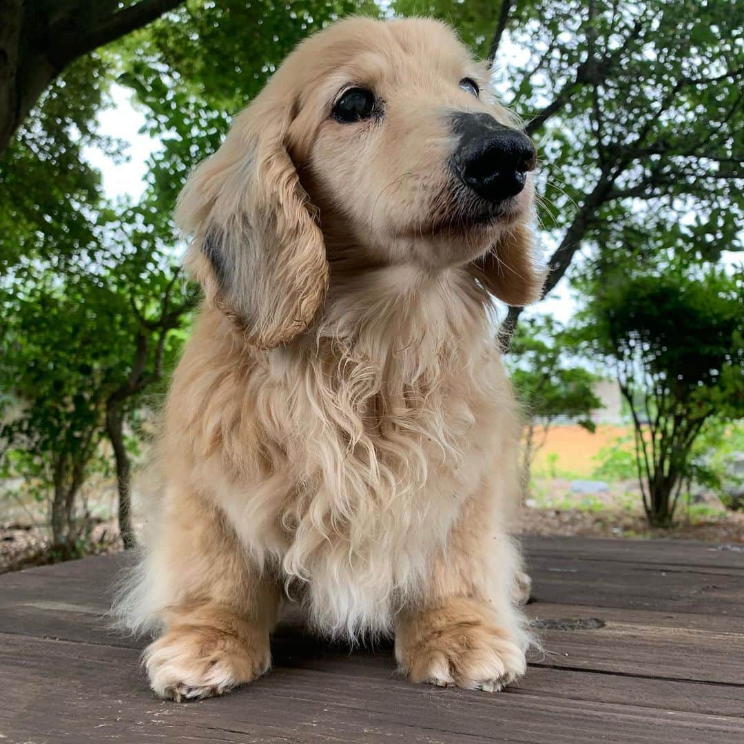 ハッチ＆ニコのインスタグラム：「Good morning ☁️ おハッチ  #カメラ嫌い同好会 #pecoいぬ部 #犬の生活が第一 #癒しわんこ #dachshund #犬バカ部 #短足部 #ふわもこ部 #tokyocameraclub #東京カメラ部」